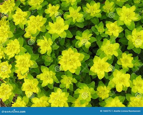 Yellow green spurge stock image. Image of pattern, close - 160275