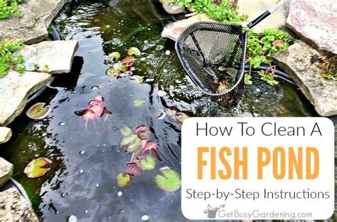 How To Clean Your Fish Pond (Quick & Easy!) - Get Busy Gardening