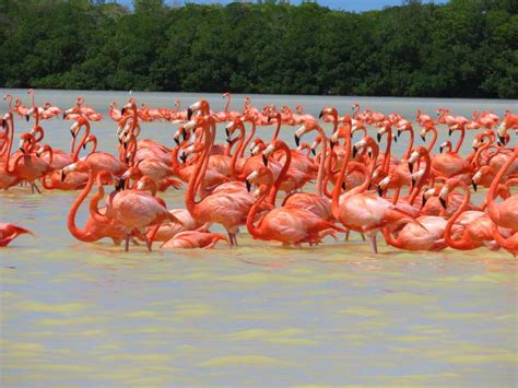 The Travelling Lindfields: The flamingos of Celestun, Mexico: Everything you need to know before ...