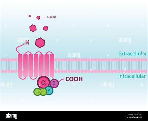 Adenosine receptor agonist Stock Vector Images - Alamy