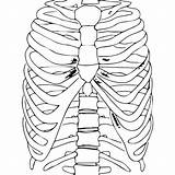 Human Body Organs Coloring Pages For Kids  Etsy sketch template