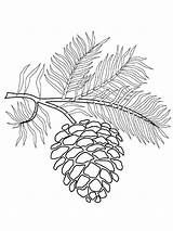 Pine Cone coloring pages sketch template