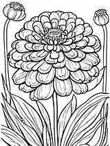 Zinnia Flower coloring page sketch template
