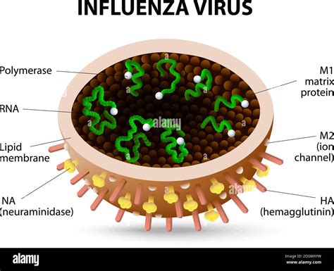 Struktur des Influenza-Virus. Virion. Vektordiagramm Stock-Vektorgrafik - Alamy