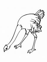 Ostrich Egg Coloring Pages sketch template