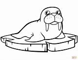 Cartoon Walrus On The Ice Floe coloring Page  Free Printable Coloring sketch template