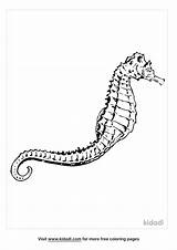 Realistic Seahorse Coloring Page sketch template