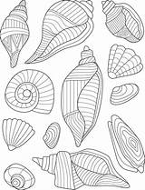 Seashell Sea Shells Coloring Shell Pages Drawing Outline Seashells  sketch template