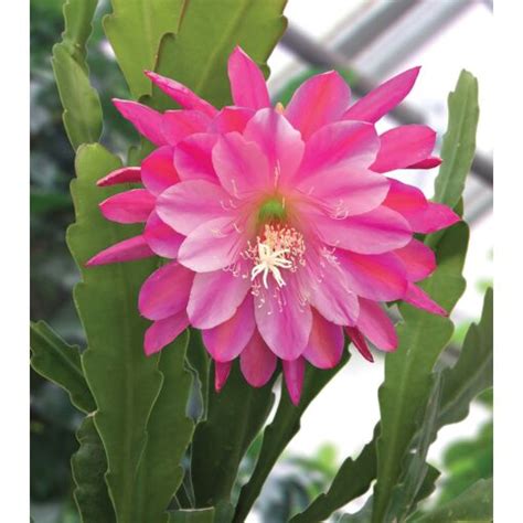 Orchid Cactus ‘Whirly Bird’ (Epiphyllum hybrid)