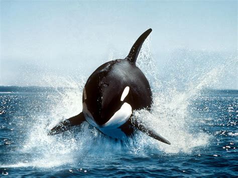 30 Beautiful Killer Whale Pictures and HD Wallpapers