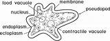 Coloring Page Amoeba Proteus With Nucleus Contractile Vacuole Other  sketch template