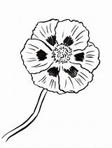 Poppy Coloring Page  Art Starts sketch template