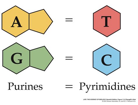 Chargaff's Rule Of Base Pairing