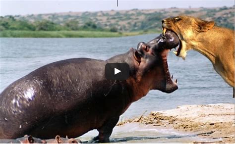 LION vs HIPPO - Animal Fight Lion vs Hippo vs Lion Real Fight | kata