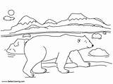 Ploar Bear From Arctic Tundra Animals Coloring Pages  Free Printable sketch template