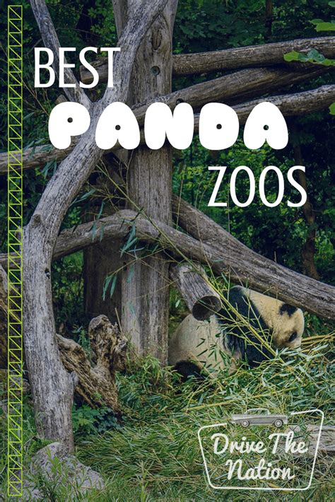 Zoos to See Pandas | Drive The Nation