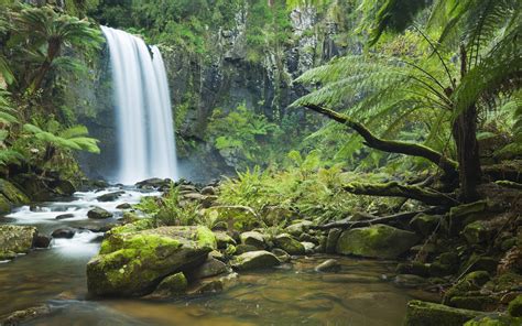 Rainforest Backgrounds - Wallpaper Cave