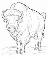 Bisonte Americano Para Colorear Página Arte Lineal  Vector Premium sketch template