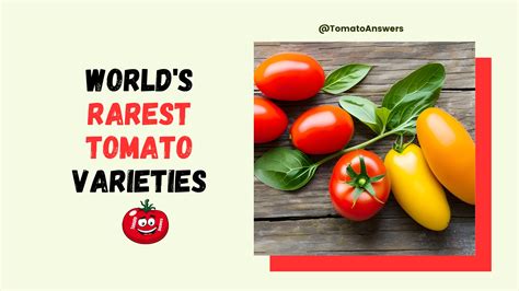 World’s Rarest Tomato Varieties: Discover the Top 10 – Tomato Answers