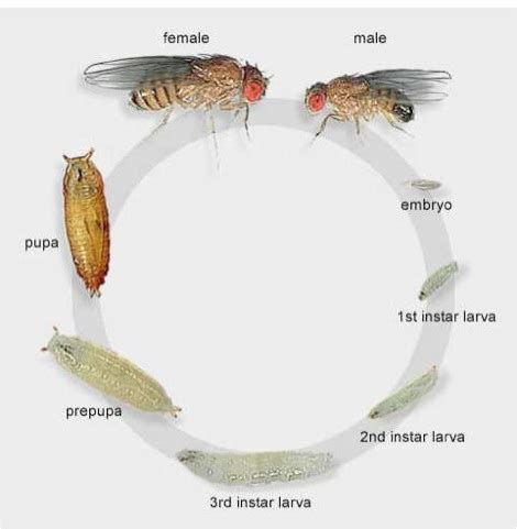 Life Cycle Fruit Fly