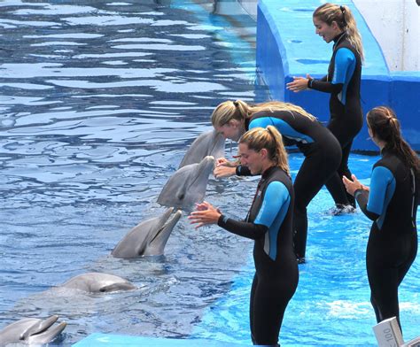 Dolphin lineup | Marine biology, Marine biology jobs, Dolphin images