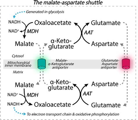 Glutamate is a key metabolite of the malate-aspartate shuttle (MAS ...