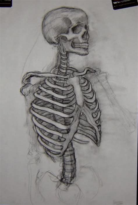 #skeleton #drawing #art | Skeleton drawings, Human anatomy art, Anatomy art