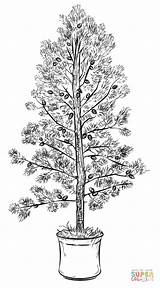 Pine Tree coloring Page  Free Printable Coloring Pages sketch template
