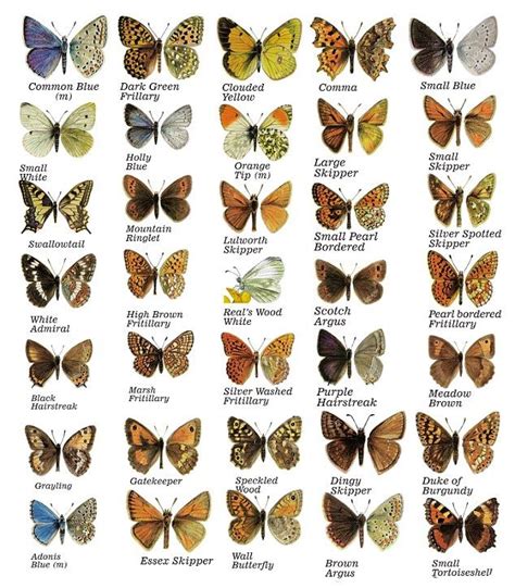 A guide to British butterfly species Beautiful Bugs, Beautiful Butterflies, Names Of Butterflies ...