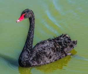 Amazing Swan Facts For Kids 2023 (Habitat, Diet & More)