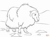 Musk Ox coloring Page  Free Printable Coloring Pages sketch template