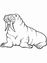 Walrus coloring Pages  SeaColoring sketch template