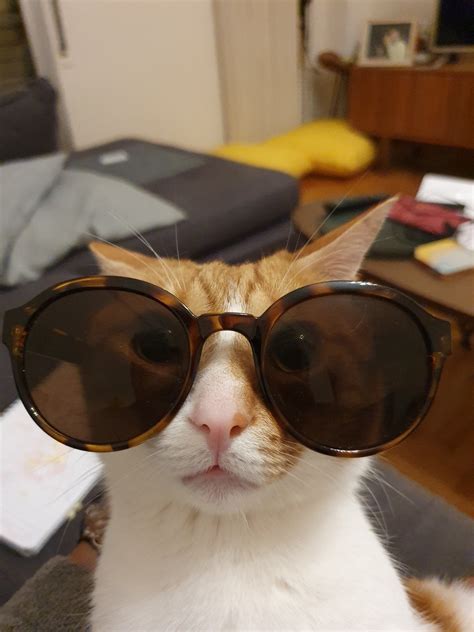 PsBattle: This cat wearing sunglasses : r/photoshopbattles