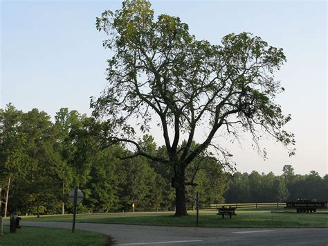 Walnut Tree - Learn About Nature