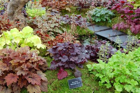 Heuchera Mixed