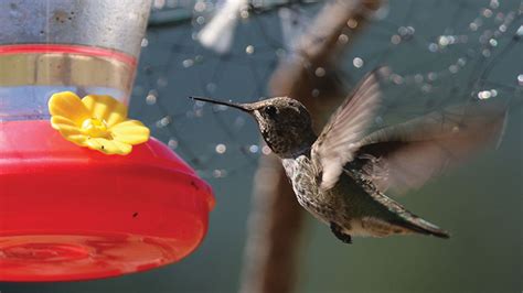 Hummingbirds May Struggle to Go Any Further Uphill - Discovery Summer ...