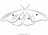 Moth Look Coloring Page For Kids  Free Moths Printable Pages sketch template