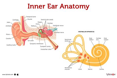 Inner ear (Human Anatomy): Image, Functions, Diseases and Treatments