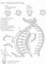 Dna Replication Coloring Worksheet 11 Best Of Double Helix  sketch template