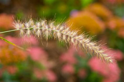 Pennisetum_KarleyRose | Scott Weber | Flickr