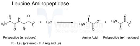 Enzyme specificity – Science of Healthy