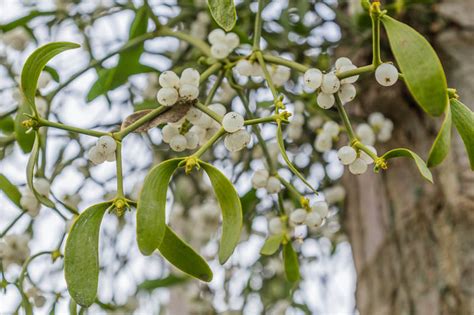 Mistletoe: From Parasitic Plants to Holiday Decorations