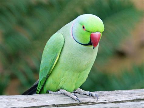 The Rose-ringed Parakeet (Psittacula krameri), a.k.a.the Ring-necked Parakeet, is a gregarious ...