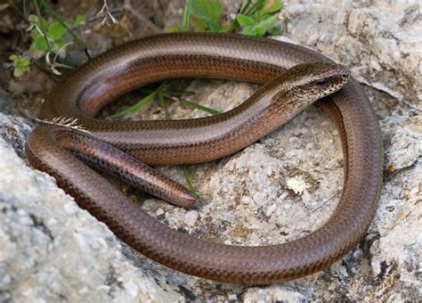 Slowworm | Legless, Burrowing, Nocturnal | Britannica