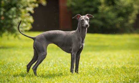 Italian Greyhound Breed: Characteristics, Care & Photos | BeChewy