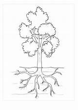 A Tree with Roots By Water Coloring Pages & Book For Kids sketch template