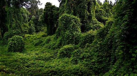 Kudzu Can Grow On You - Cape Girardeau History and Photos