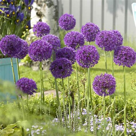 Allium 'Purple Sensation' | YouGarden