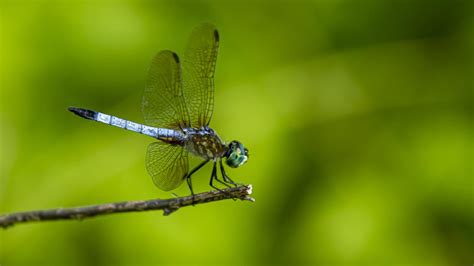 How Dragonflies Catch Prey in Midair | UC Davis