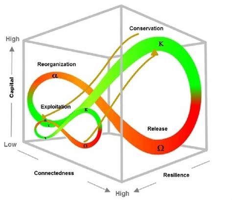 Holling Cycle Phases and Panarchy Illustration (Source: author's... | Download Scientific Diagram